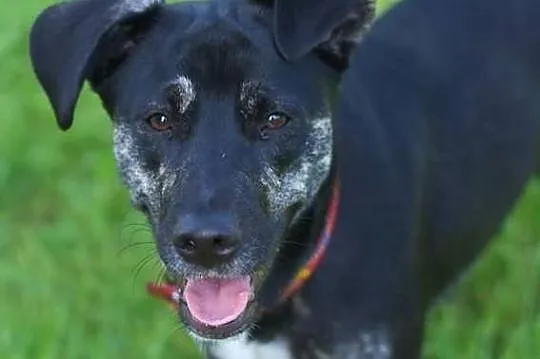 Najlepsza opcja do Daisy adopcja!