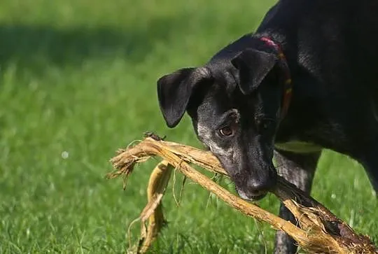 Najlepsza opcja do Daisy adopcja!