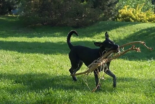 Najlepsza opcja do Daisy adopcja!