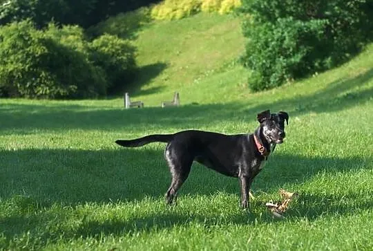 Najlepsza opcja do Daisy adopcja!