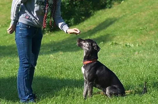 Najlepsza opcja do Daisy adopcja!