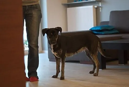 Najlepsza opcja do Daisy adopcja!