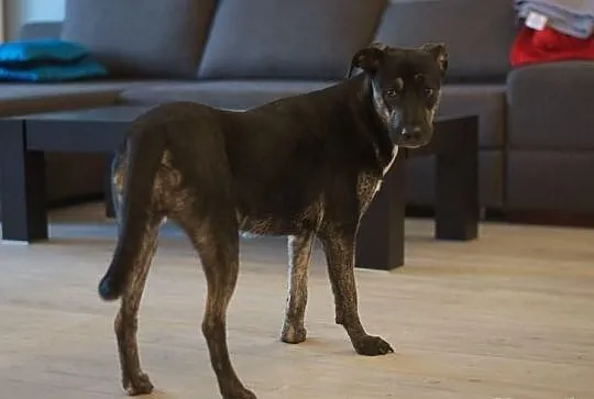Najlepsza opcja do Daisy adopcja!