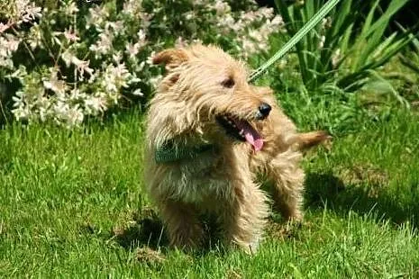Jumper, młody, piękny...bezpański terier,  małopolskie Kraków