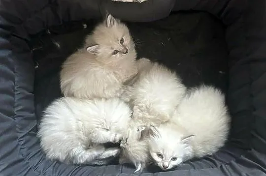 Koteczki Neva Masquerade syberyjskie, Wielkopolskie, Leszno