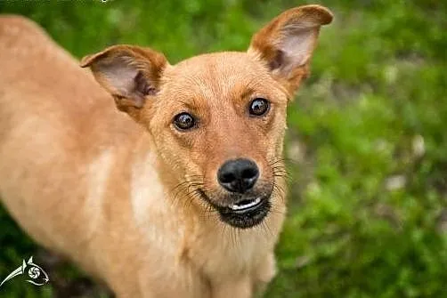 Spokojna i łagodna Bunia szuka domu,  lubelskie Lublin