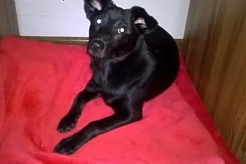 Sunia malutka,wysterylizowana,adopcja!!,  świętokrzyskie Kielce