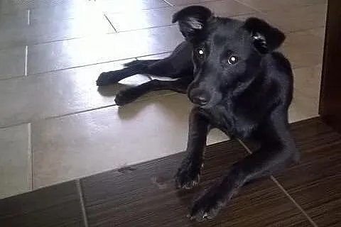 Sunia malutka,wysterylizowana,adopcja!!,  świętokr