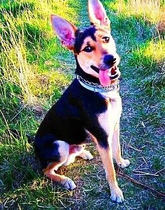 JAY-JAY aktywny psiak w typie owczarka do adopcji,