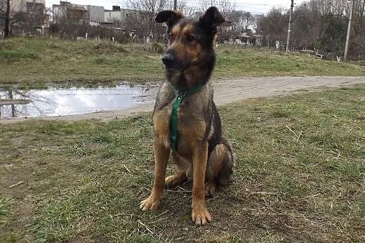 Psi wesołek Charlie szuka domu,  dolnośląskie Głogów