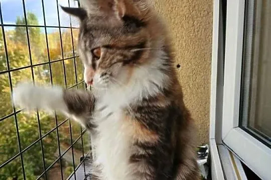 Maine coon piekna kotka