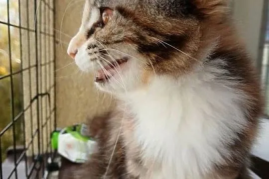 Maine coon piekna kotka, Śląskie, Ruda Śląska