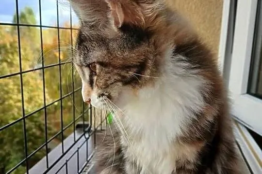 Maine coon piekna kotka, Śląskie, Ruda Śląska