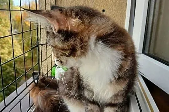 Maine coon piekna kotka, Śląskie, Ruda Śląska