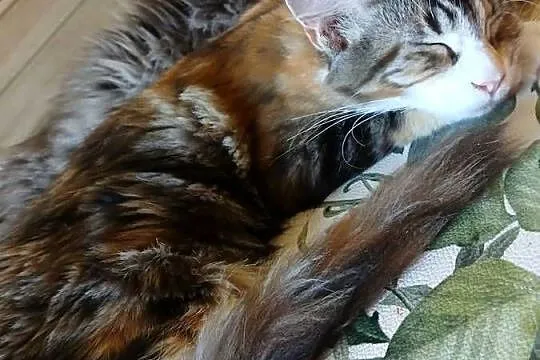 Maine coon piekna kotka, Śląskie, Ruda Śląska