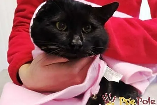 TEZAURUS-Czarny kotek z załamanym uszkiem szuka do, Kraków