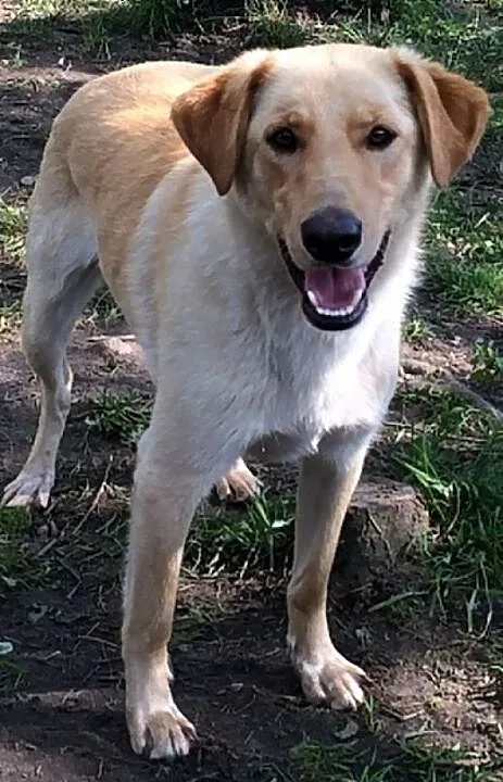ZEFIR-LABRADOR-mieszaniec-AKTYWNY,ŁAGODNY do domu