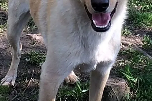 ZEFIR-LABRADOR-mieszaniec-AKTYWNY,ŁAGODNY do domu 