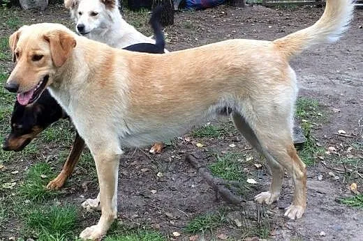 ZEFIR-LABRADOR-mieszaniec-AKTYWNY,ŁAGODNY do domu 