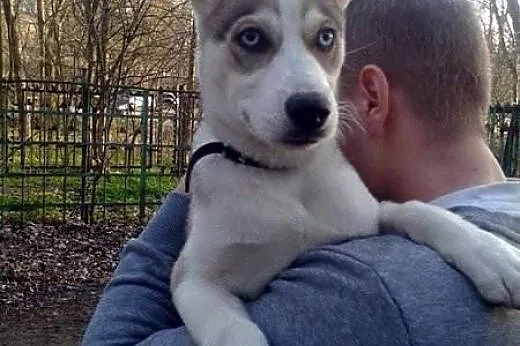 GREY hasie dziecko prosi o dom,  mazowieckie Warsz