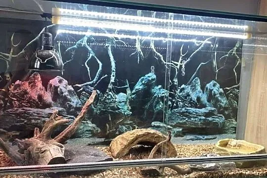 Sprzedam młodą agamę brodatą, Warmińsko-mazurskie, Elbląg