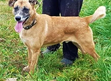 FIGO - od 4 lat siedzi w schronisku, błagamy o dom dla niego!, łódzkie Łódź, Łódzkie, Łódź