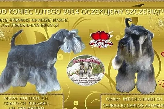 SZNAUCERKI Miniaturowe Pieprz i Sól