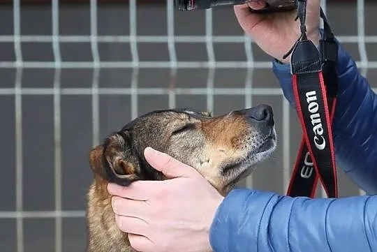 TOBI - uwielbia ruch i zabawe z innymi psami, najlepiej do domu poza miastem, Mazowieckie, Warszawa