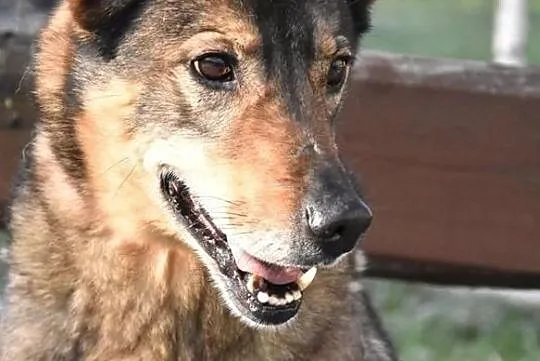 TOBI - uwielbia ruch i zabawe z innymi psami, najlepiej do domu poza miastem, Mazowieckie, Warszawa