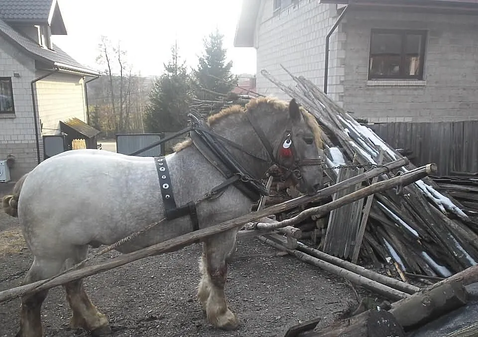 Sprzedam ogierka Zimnokrwistego