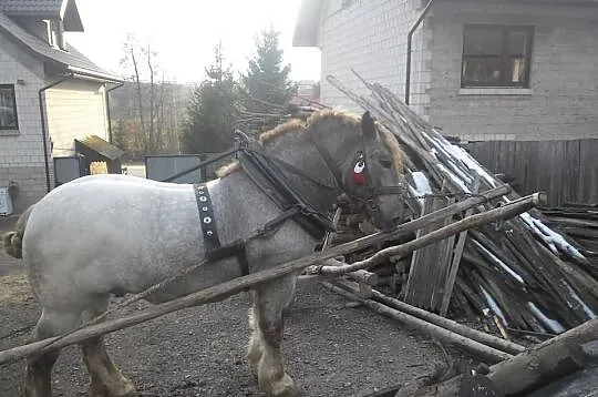 Sprzedam ogierka Zimnokrwistego