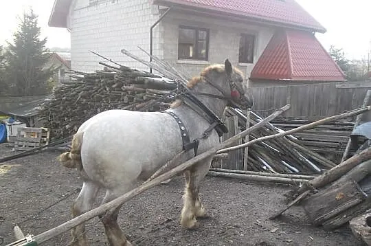 Sprzedam ogierka Zimnokrwistego