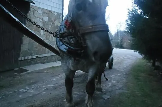 Sprzedam ogierka Zimnokrwistego