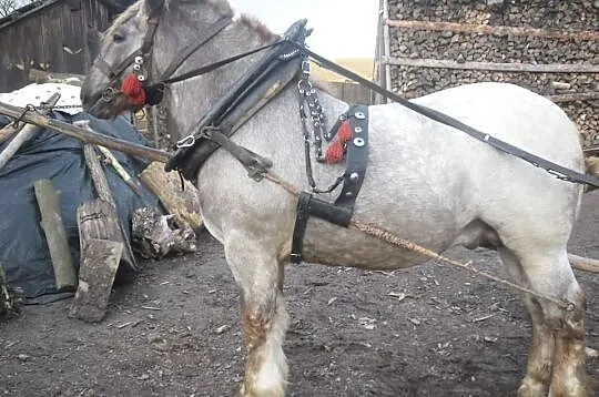 Sprzedam ogierka Zimnokrwistego