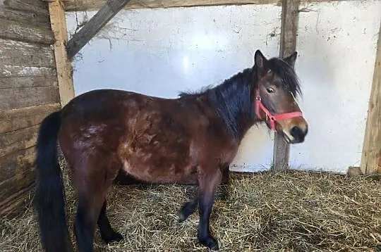 Źróbka huculska, Lubelskie, Bokinka Pańska