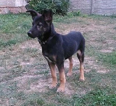 BRUNO - 5 miesięczny, świetny szczeniak do adopcji