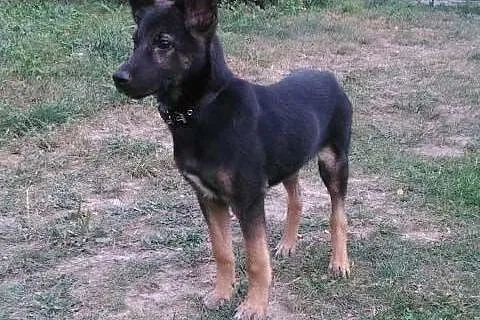 BRUNO - 5 miesięczny, świetny szczeniak do adopcji