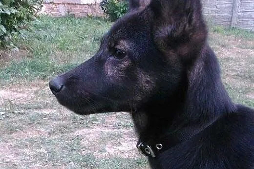BRUNO - 5 miesięczny, świetny szczeniak do adopcji