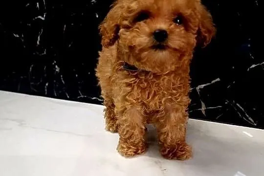 Pudel toy RED b.genetyczne tatus fci