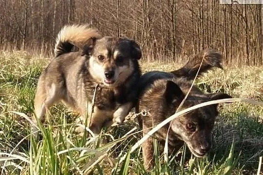 Szyszka i Grzybek szukają kochających domków na całe życie, Mazowieckie, Warszawa