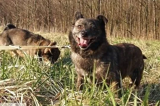 Szyszka i Grzybek szukają kochających domków na całe życie, Mazowieckie, Warszawa