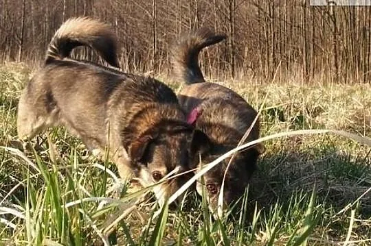 Szyszka i Grzybek szukają kochających domków na całe życie, Mazowieckie, Warszawa