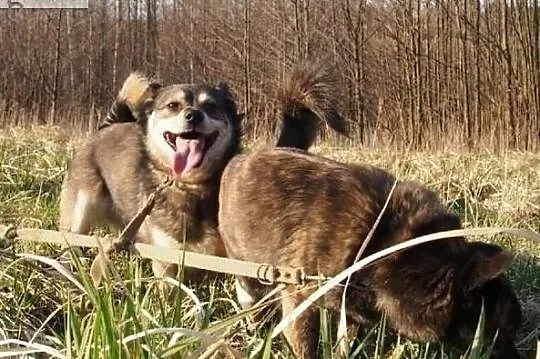 Szyszka i Grzybek szukają kochających domków na całe życie, Mazowieckie, Warszawa