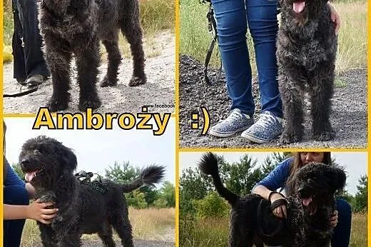 Ambroży- cudowny kudłacz czeka na dom,  kujawsko-p