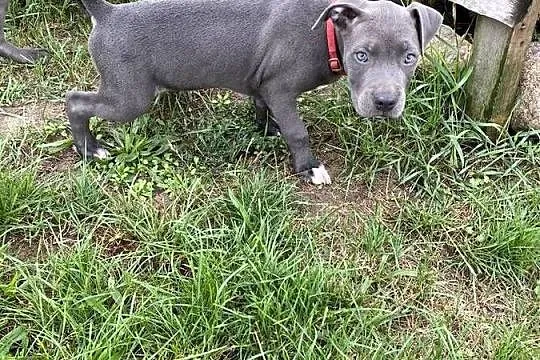 Pitbull