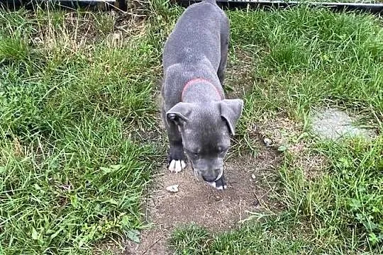 Pitbull, Łódzkie, Tomaszów Mazowiecki