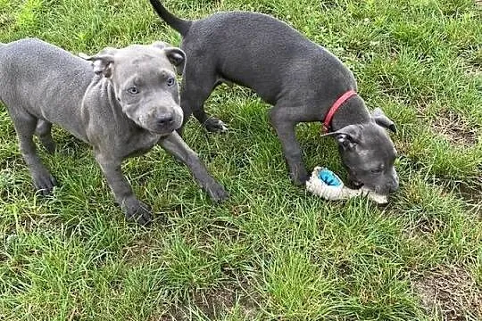 Pitbull, Łódzkie, Tomaszów Mazowiecki