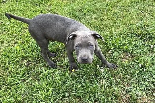 Pitbull, Łódzkie, Tomaszów Mazowiecki