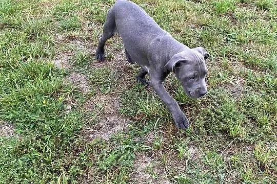 Pitbull, Łódzkie, Tomaszów Mazowiecki