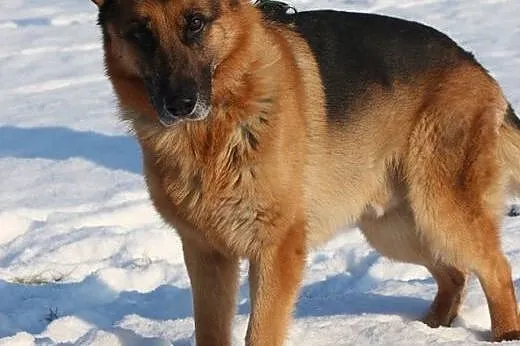 TORIN- cudowny, piękny owczarek do adopcji,  mazow